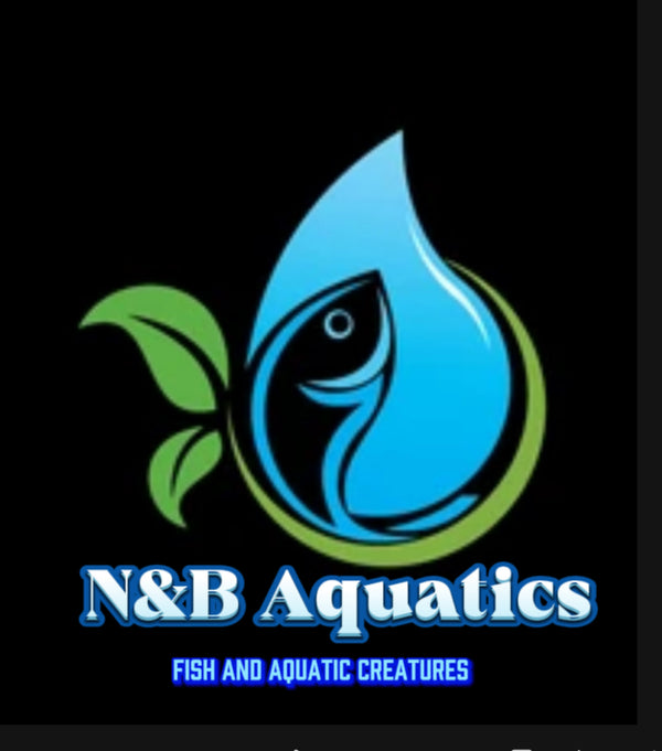 N & B Aquatics